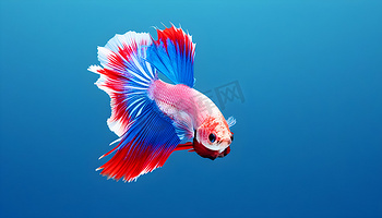 竞技宝(中国)官方网站-华语电竞行业引领者